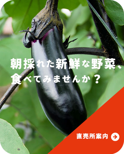 朝採れた新鮮な野菜、食べてみませんか？